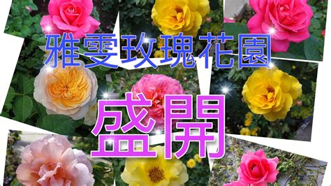 種玫瑰|Rosecare 栽培管理